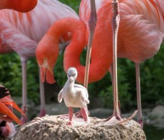 Flauschig, hellgrau mit großen Füßen: Kuckucksei im Flamingosee des Zoo HD?