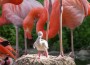 Flauschig, hellgrau mit großen Füßen: Kuckucksei im Flamingosee des Zoo HD?