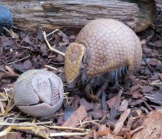 Zweifacher Nachwuchs bei den Kugelgürteltieren  im Zoo Heidelberg