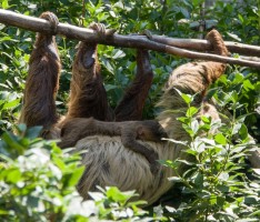 Faultierbaby geboren – Kindersegen im Zoo Heidelberg hält an – Geschlecht noch unklar