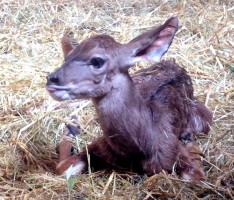 Kleiner Großer Kudu im Zoo Heidelberg – Afrikahaus nach Geburt wieder geöffnet