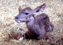 Kleiner Großer Kudu im Zoo Heidelberg – Afrikahaus nach Geburt wieder geöffnet
