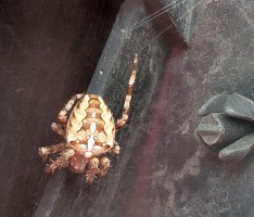 Tüchtiger Schreck beim Motorradfahren: Spinne als Mitfahrerin am Lenker