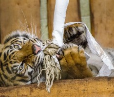 Tierbeschäftigung im Zoo Heidelberg schafft Abwechslung im Zoo-Alltag