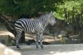 Vorübergehend als Notunterkunft im Leimener Wildgehege: Eine „herrenlose“ Zebra-Stute