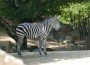 Vorübergehend als Notunterkunft im Leimener Wildgehege: Eine „herrenlose“ Zebra-Stute