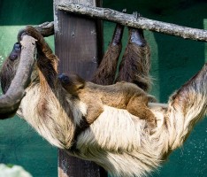 Neuigkeiten bei den Zweifinger-Faultieren im Zoo Heidelberg
