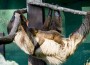 Neuigkeiten bei den Zweifinger-Faultieren im Zoo Heidelberg