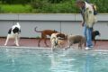 Hundebadetag im Leimener Freibad – Nicht alle Hunde wagten den Sprung ins Becken