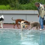 Hundebadetag im Leimener Freibad - Nicht alle Hunde wagten den Sprung ins Becken