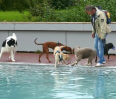 Hundebadetag im Leimener Freibad – Nicht alle Hunde wagten den Sprung ins Becken