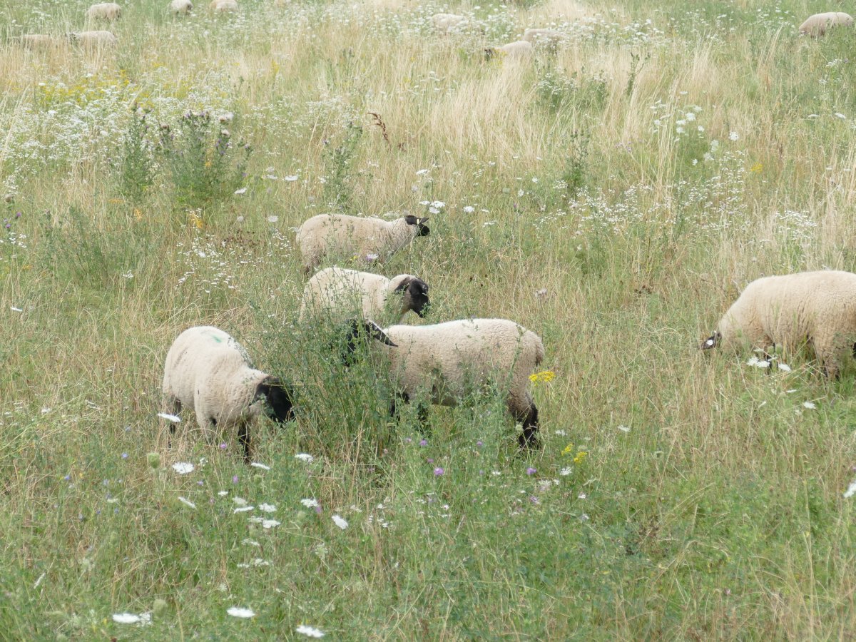 Info-Veranstaltung für Schafhalter: Aktuelles über Zucht und Haltung