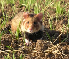 Artenschutz im Zoo HD:  Europäischer Feldhamster Wildtier des Jahres 2016