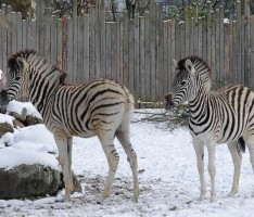 Ein gutes Zoojahr beendet – Weitere Zukunftsprojekte geplant