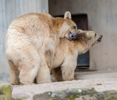 Es bleibt nicht bei Blumen und Bienen: So lieben die Zootiere – Valentinstag im Zoo