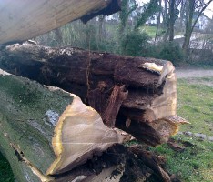 Nach Baumkontrolle: Alter Götterbaum im Menzerpark musste gefällt werden