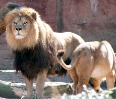Umzug eines Königspaares: Im Zoo halten bald zwei Berberlöwen Einzug