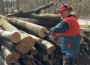 Kreisforstamt: Kampf den Holzdieben – Holzpolter werden per GPS überwacht