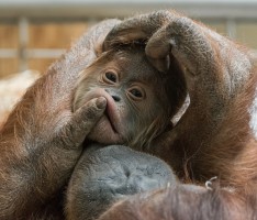 Seltene Nachzucht im Zoo Heidelberg: Orang-Utan-Baby Berani ist Besuchermagnet