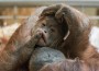 Seltene Nachzucht im Zoo Heidelberg: Orang-Utan-Baby Berani ist Besuchermagnet