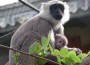 Nachwuchs bei den Hanuman-Languren im Zoo Heidelberg
