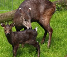 Willkommen kleiner Trixi – Seltener Schopfhirsch im Zoo Heidelberg geboren