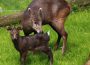 Willkommen kleiner Trixi – Seltener Schopfhirsch im Zoo Heidelberg geboren