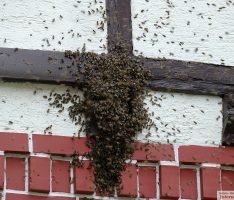 Schwärmerische Bienen finden neues Zuhause in schicker Fachwerkhaus-Höhle