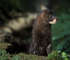 Der Europäische Nerz ist ein Fall für den Zoo: Vom invasiven US-Nerz verdrängt