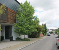 Sandhäuser Straße „Zwischen den Bächen“ wurde um Jahre verjüngt