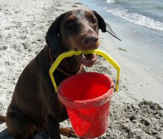 Wohin mit dem Haustier in den Ferien? Tipps vom Tom Tatze Tierheim