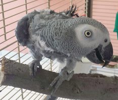 Vereinsamter Graupapagei Purzel benötigt dringend einen Artgenossen