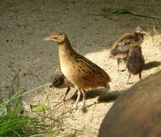 Junge Wachtelkönige im Zoo Heidelberg –  Kleine Küken werden ganz schnell groß