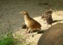 Junge Wachtelkönige im Zoo Heidelberg – Kleine Küken werden ganz schnell groß