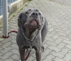 Bond – Ein Hund mit einer ganz eigenen Geschichte