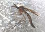 Die Tigermücke – Das gefährlichste Tier der Welt jetzt auch in Leimen?