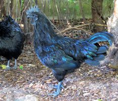 Schwarz bis auf die Knochen und sehr teuer: Cemani-Hühner im Zoo Heidelberg