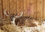 Nachwuchs bei Großen Kudus im Zoo – Afrikahaus vorübergehend geschlossen