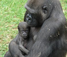 Zoo HD: Nächste Woche geht der kleine Gorilla Kwame auf Reisen