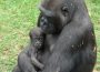 Zoo HD: Nächste Woche geht der kleine Gorilla Kwame auf Reisen