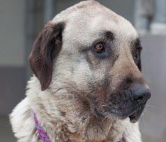 Kara lebte fast ihr ganzes Leben im Tierheim – Dort nun auch gestorben