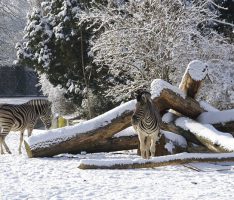 Wintersonnenwende: Die längste Nacht des Jahres steht uns heute bevor