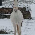 8335-winter-schnee-impressionen-3-pferd-schimmel