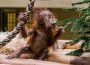 Heidelberger Orang-Utans ziehen nach Belgien