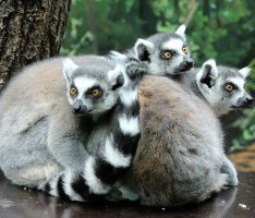 Affenlauf 2017: Mach‘ dich fit für den Zoo – Spendenlauf für neues Kattagehege