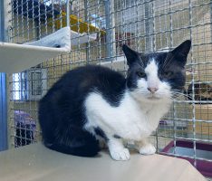 Überpopulation von Katzen verhindern – Kastration wildlebender Katzen