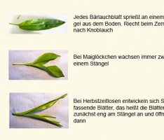 Beim Bärlauch-Sammeln ist Vorsicht geboten – Vergiftungsgefahr bei Verwechselungen