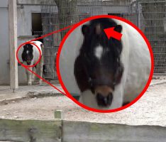 Zoo Heidelberg: Merkwürdiges Horn an Shetland-Pony Crunch entdeckt