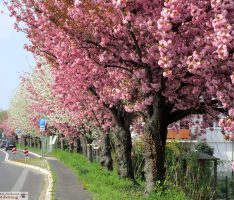 Phantastisches Frühlingswetter – Blüten ohne Ende und der erste Spargel