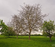 Aprilwetter: Trockenheit, Kälte, und sogar Frost schädigen Wein, Obst- und Nussbäume